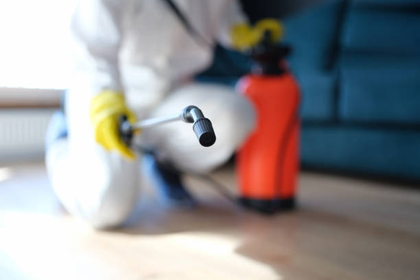 Best Black Mold Removal  in Desert Aire, WA