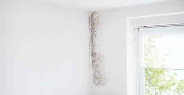 Environmental Consulting for Mold Prevention